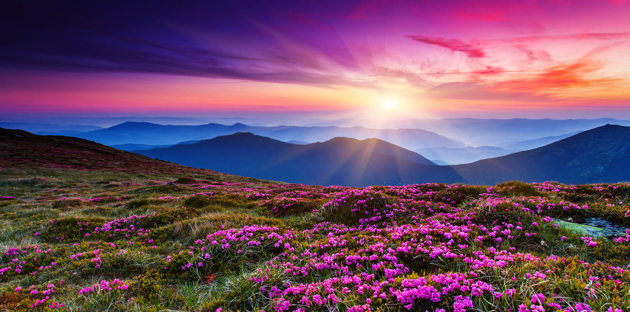 Scenic field of flowers overlooking a beautiful mountain horizon